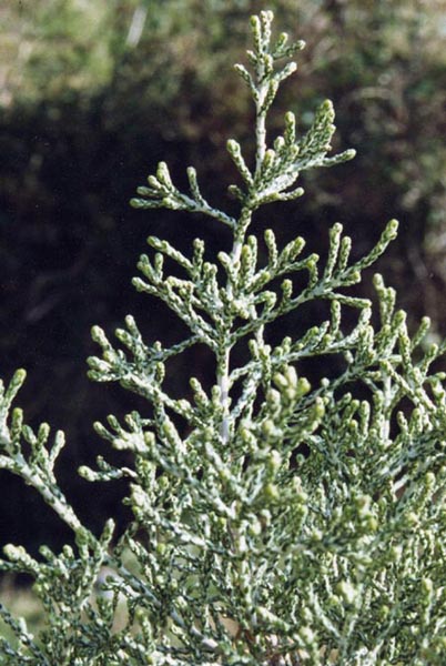 Ozothamnus hookeri ( photo